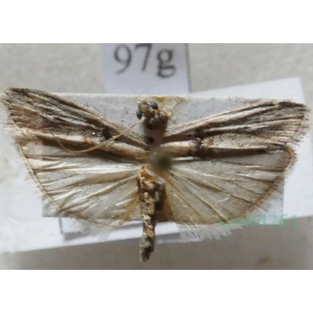 Nephopterix angustella (Hübner, 1796) Czech97g